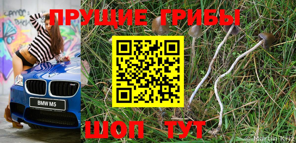Галлюциногенные грибы Psilocybine cubensis Вольск